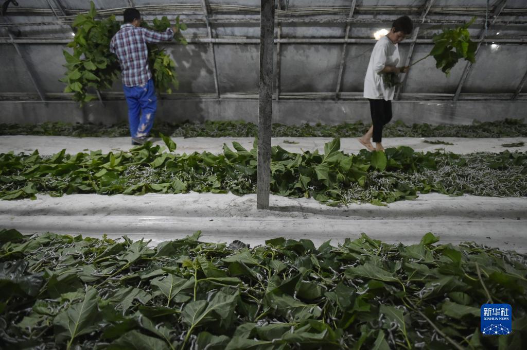 天通金下载